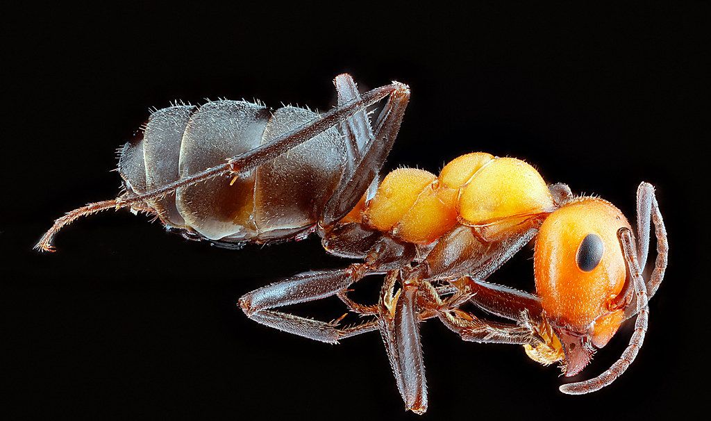 Ant Control service in Indianapolis, IN