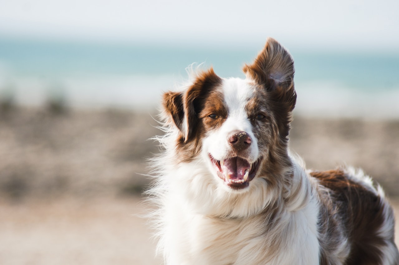 Flea & Tick Control service in Indianapolis, IN