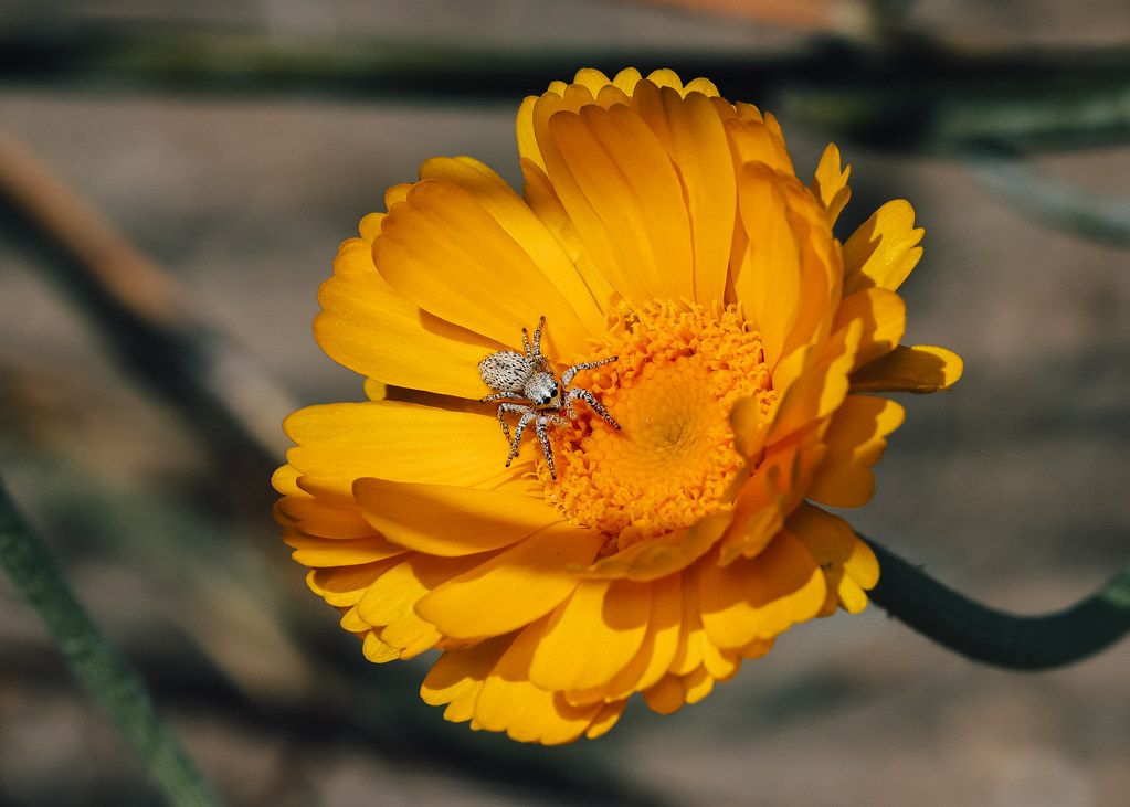 Spider Control service in Indianapolis, IN